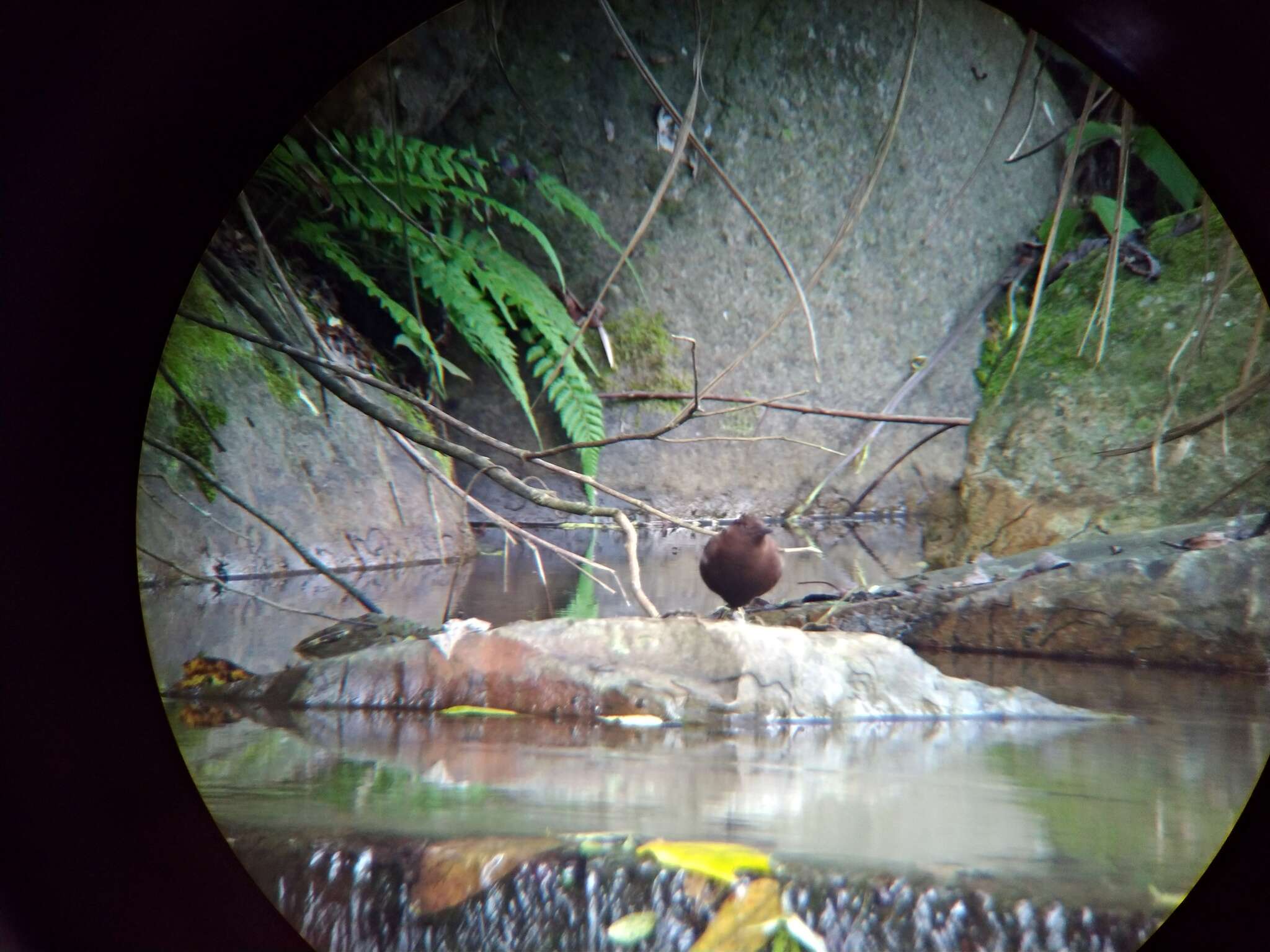 Image of Brown Dipper