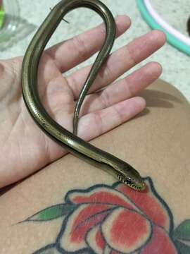 Image of Jointed Worm Lizard