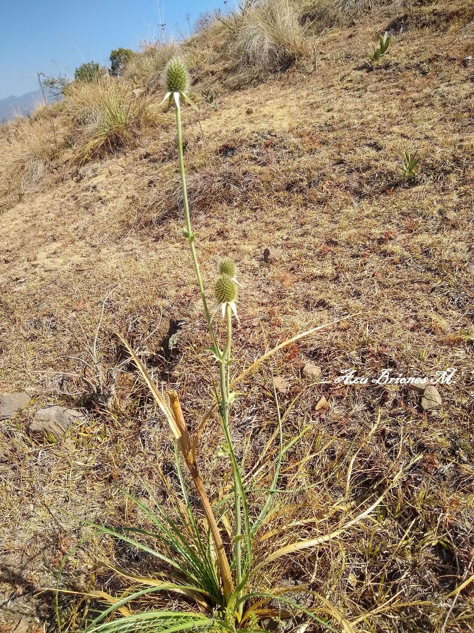 Imagem de Eryngium longifolium Cav.