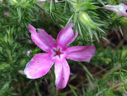 Image of Linanthus californicus (Hook. & Arn.) J. M. Porter & L. A. Johnson