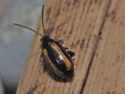 Image of Turnip flea beetle