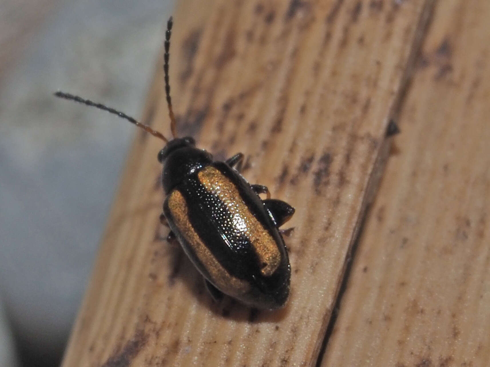 Image of Turnip flea beetle