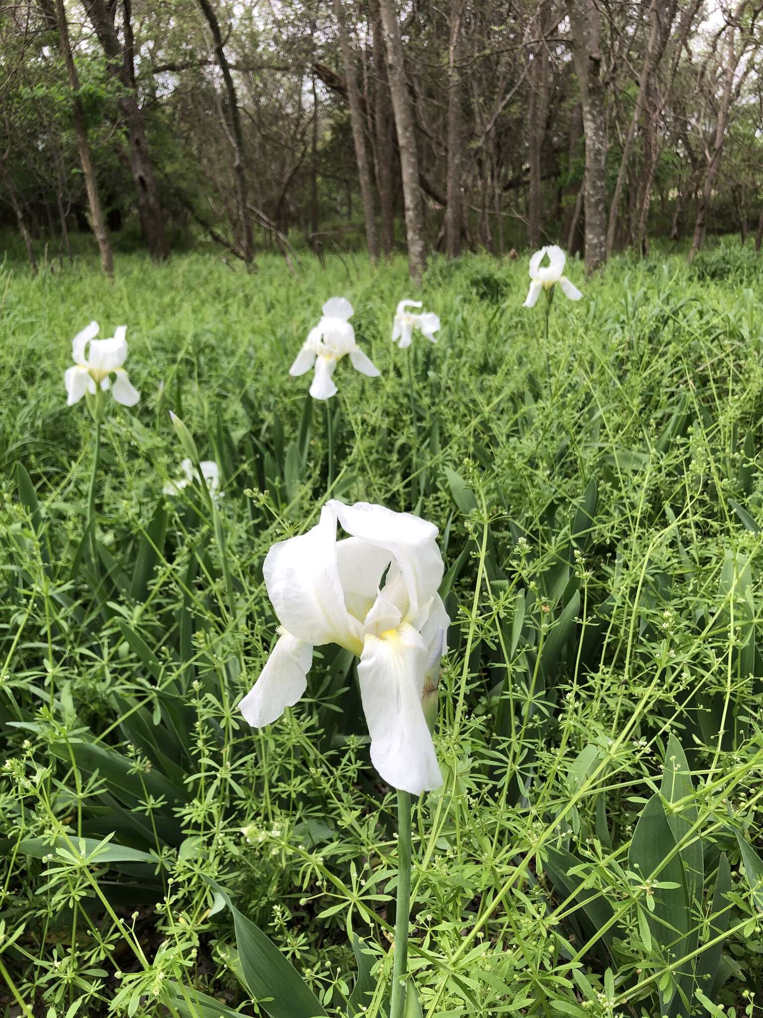 Plancia ëd Iris albicans Lange