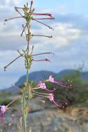 Imagem de Anulocaulis leiosolenus (Torr.) Standl.