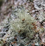 Image of Peruvian cartilage lichen