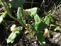 Image of Hylotelephium pallescens (Freyn) H. Ohba