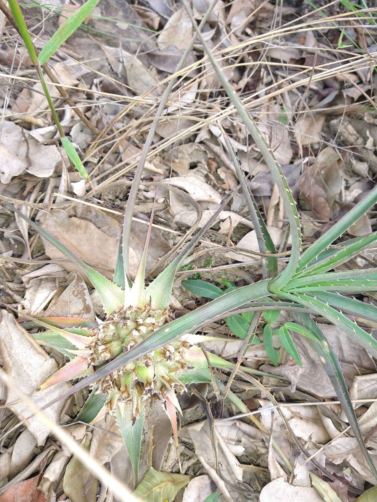 Bromelia exigua Mez的圖片