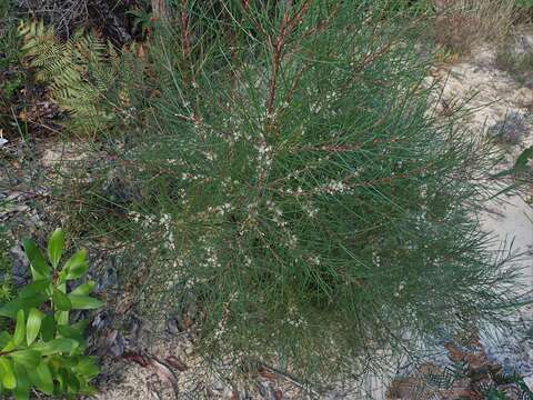 Image of Hakea actites W. R. Barker