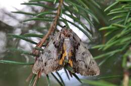 Image of Hawthorn Underwing