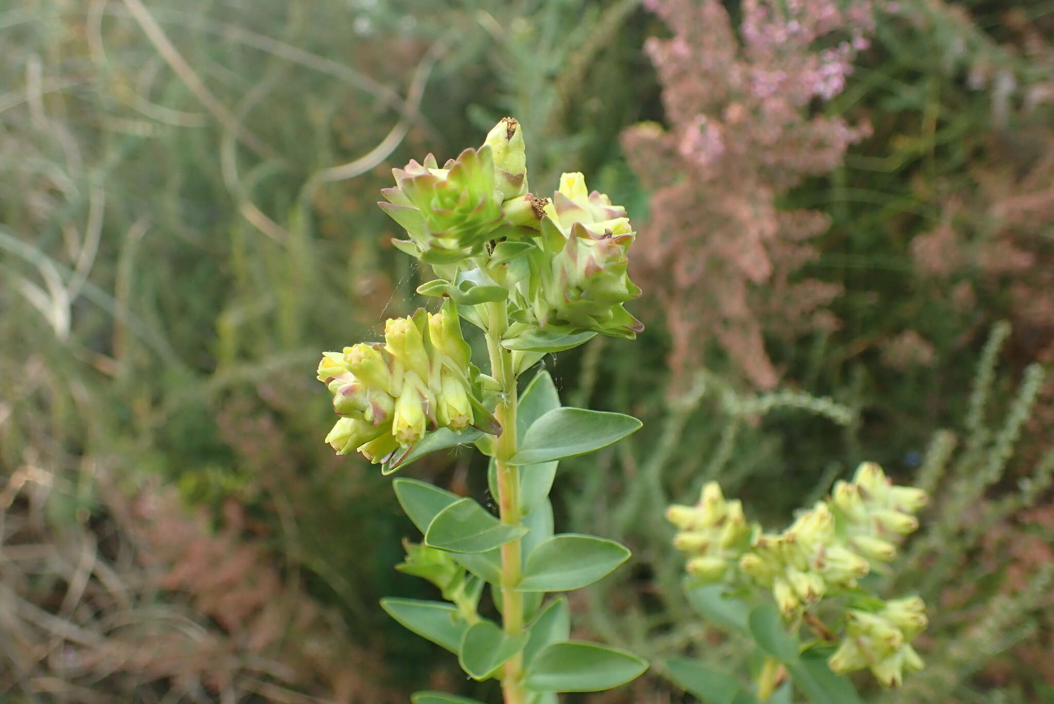 Penaea cneorum subsp. gigantea R. Dahlgren的圖片