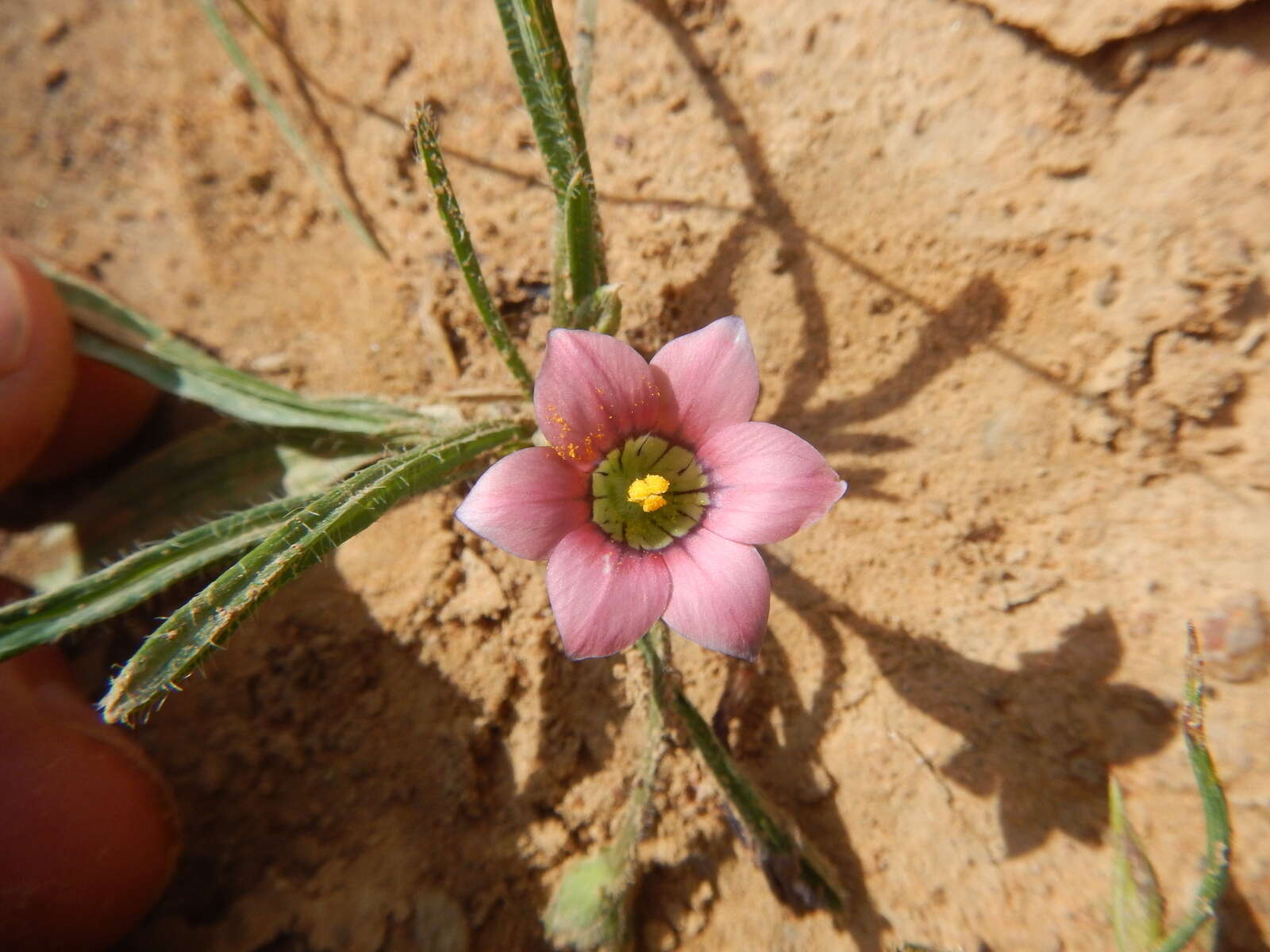 Image of Romulea tetragona M. P. de Vos