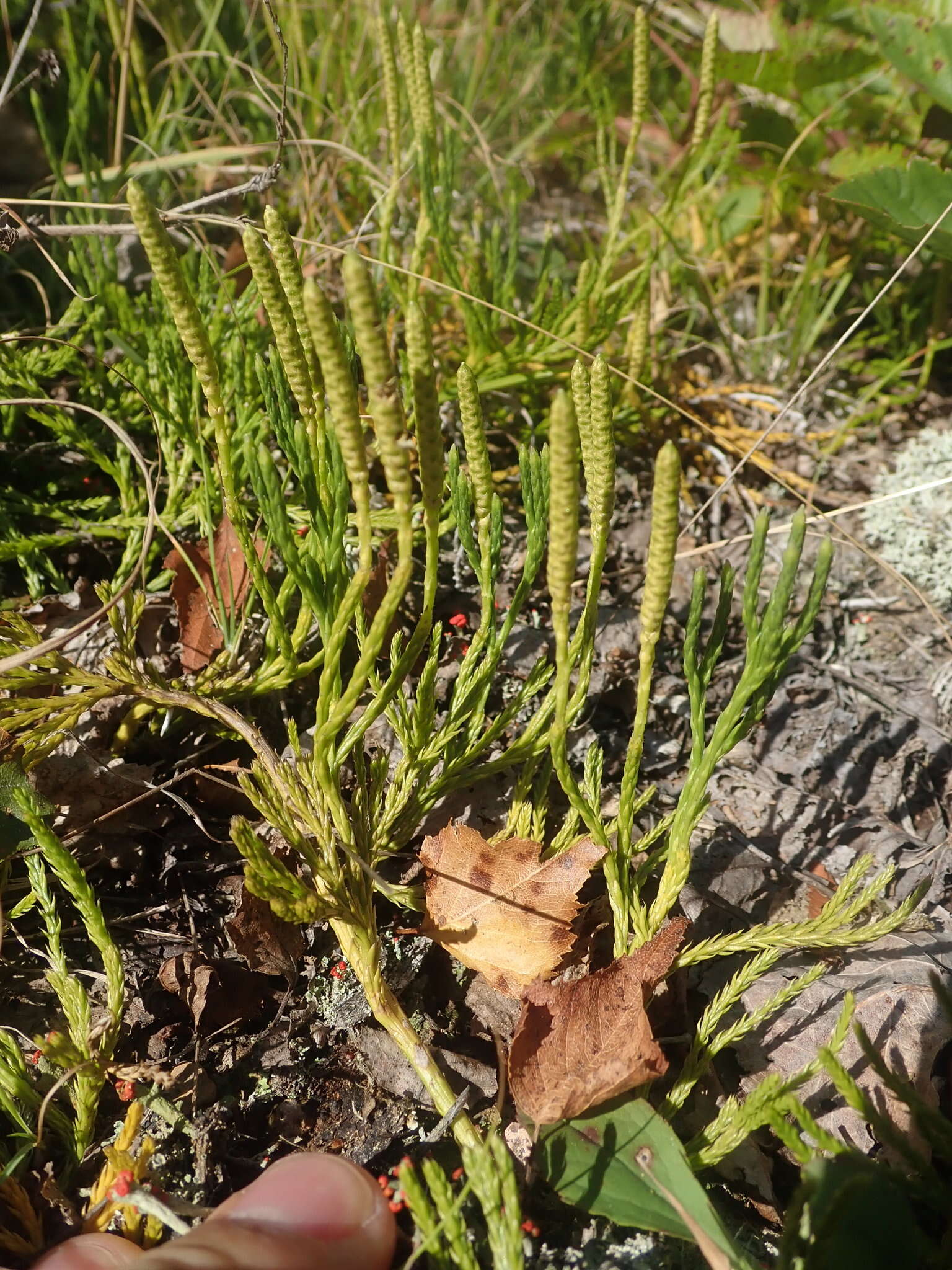 Image of savinleaf groundpine