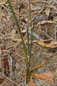 Image of Haemodorum spicatum R. Br.