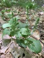 Image of Veronica officinalis var. officinalis