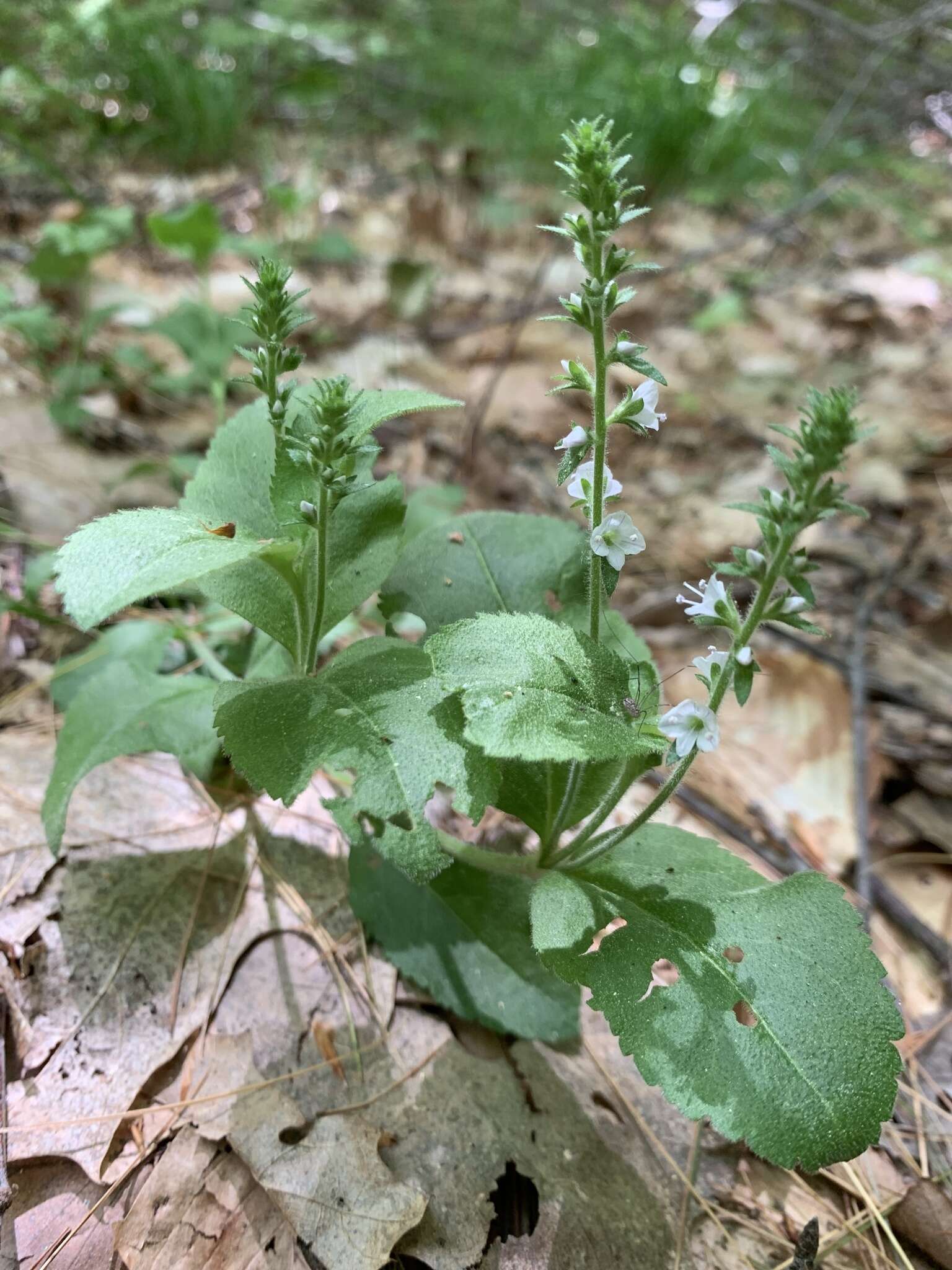 Imagem de Veronica officinalis var. officinalis