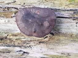 Image of Lentinus brumalis (Pers.) Zmitr. 2010