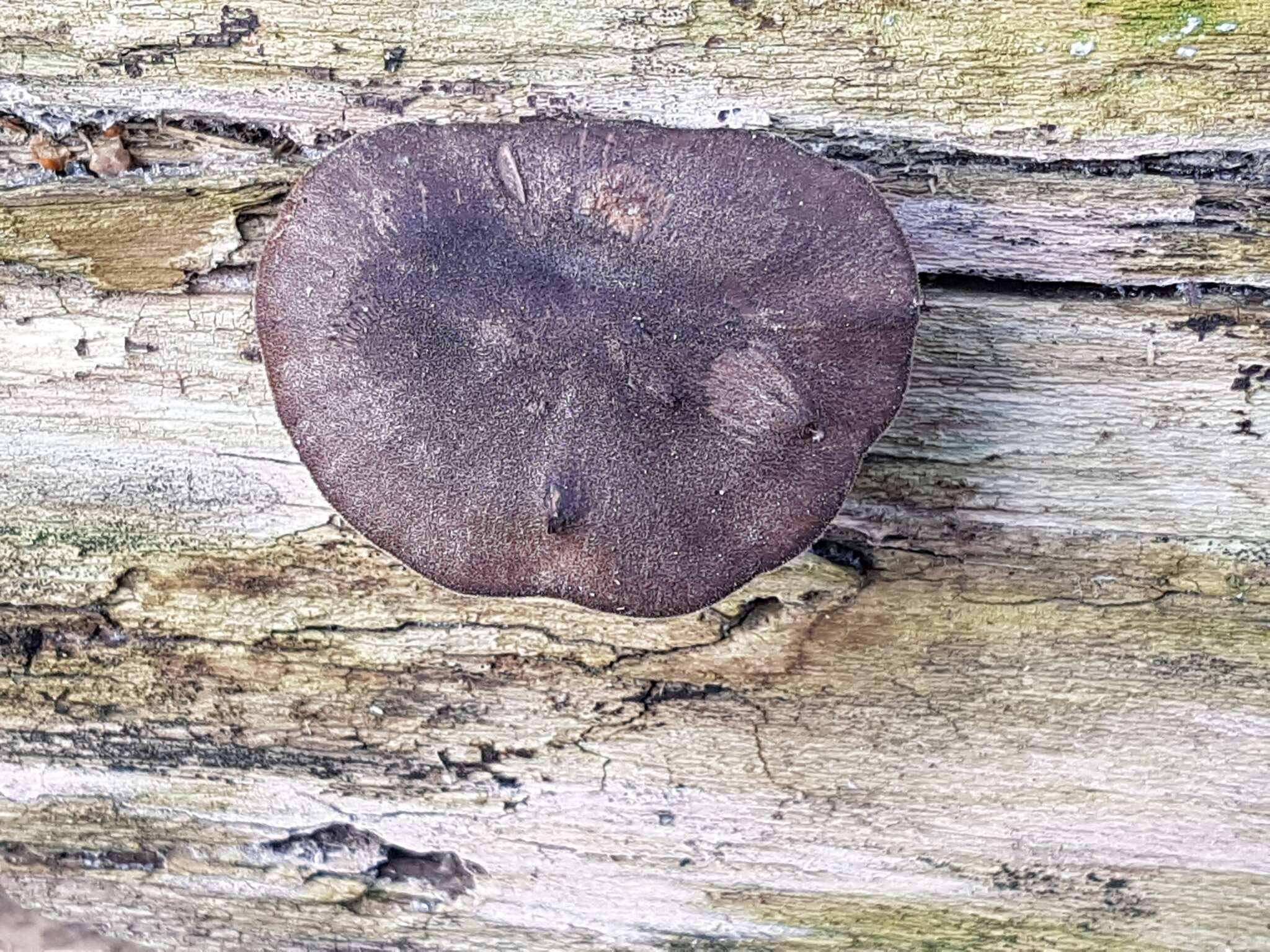 Image de Lentinus brumalis (Pers.) Zmitr. 2010