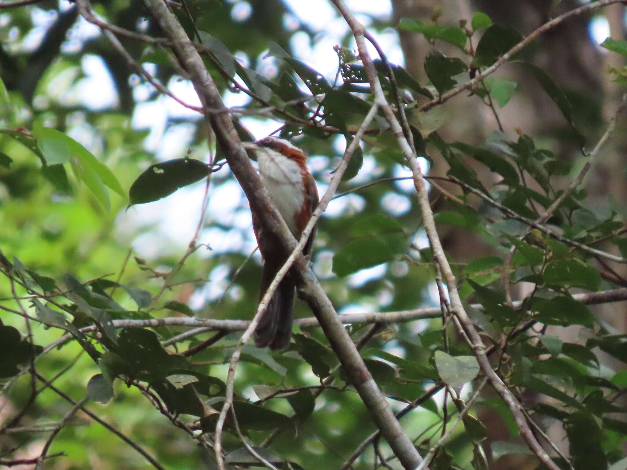 Imagem de Pomatorhinus bornensis