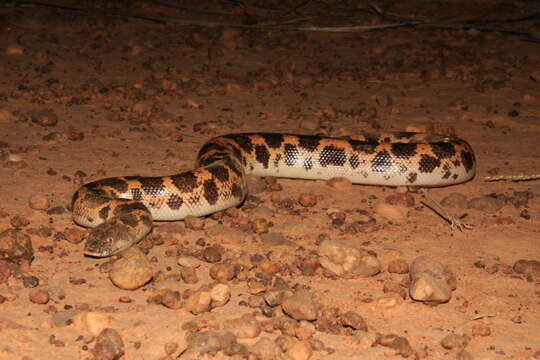 Image of Müller’s sand boa