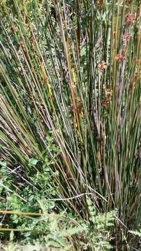 Image of spiny rush