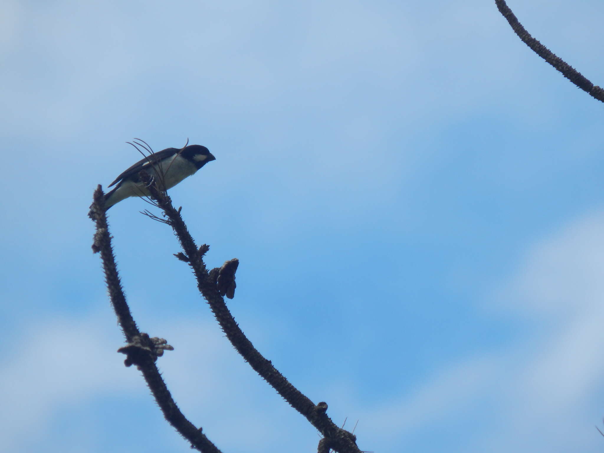 Image of Lined Seedeater