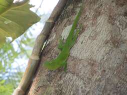 Image of Jamaican giant anole