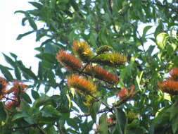 Combretum fruticosum (Loefl.) Stuntz resmi