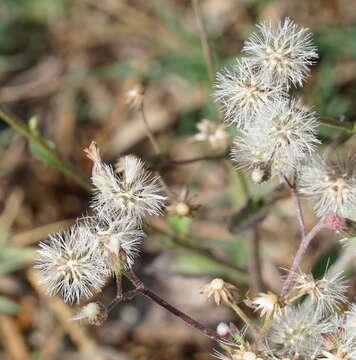 Sivun Cyanthillium cinereum var. parviflorum (Reinw. ex Bl.) Karthik. & Moorthy kuva