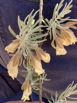 صورة Eremophila eriocalyx F. Muell.