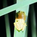Image of Natal Spiny Reed Frog
