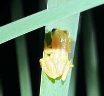 Image of Natal Spiny Reed Frog