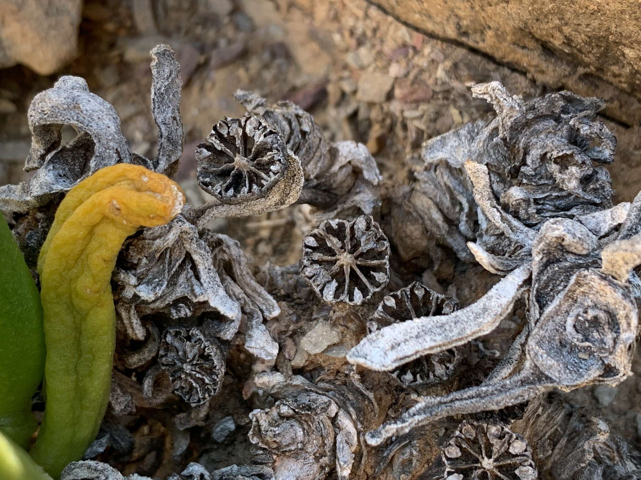 Image of Glottiphyllum surrectum (Haw.) L. Bol.