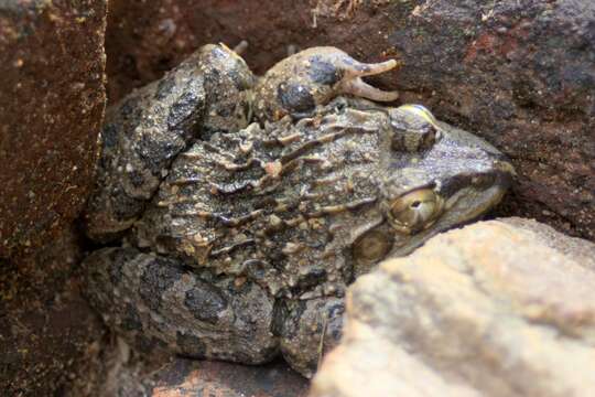 Image of Jerdon's Bullfrog