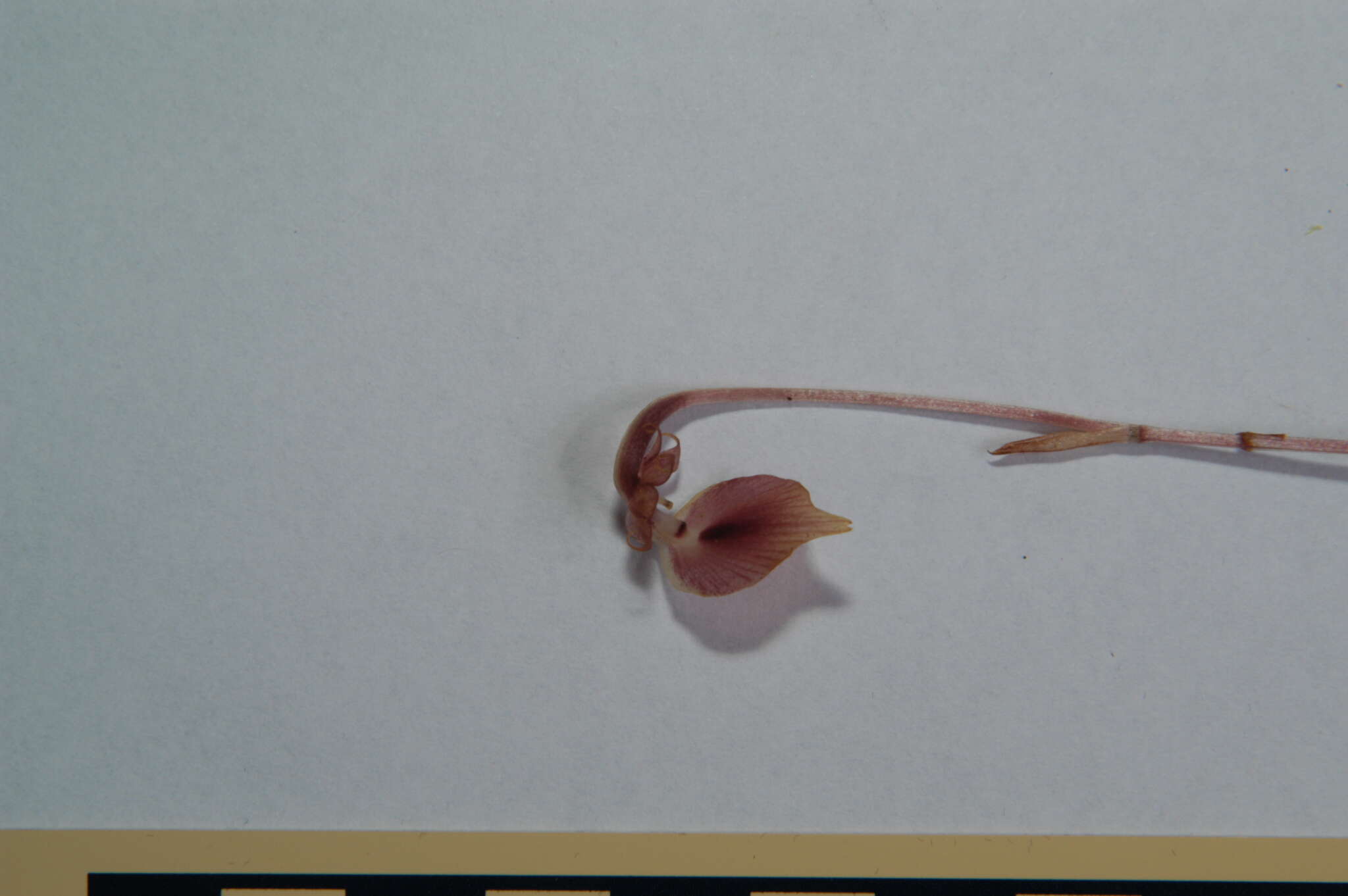 Image of Corsia dispar D. L. Jones & B. Gray