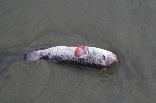 Image of Bullseye Puffer