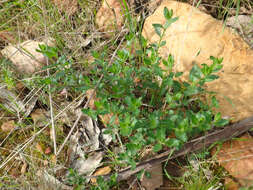 Image of Gonocarpus mezianus (Schindl.) Orchard