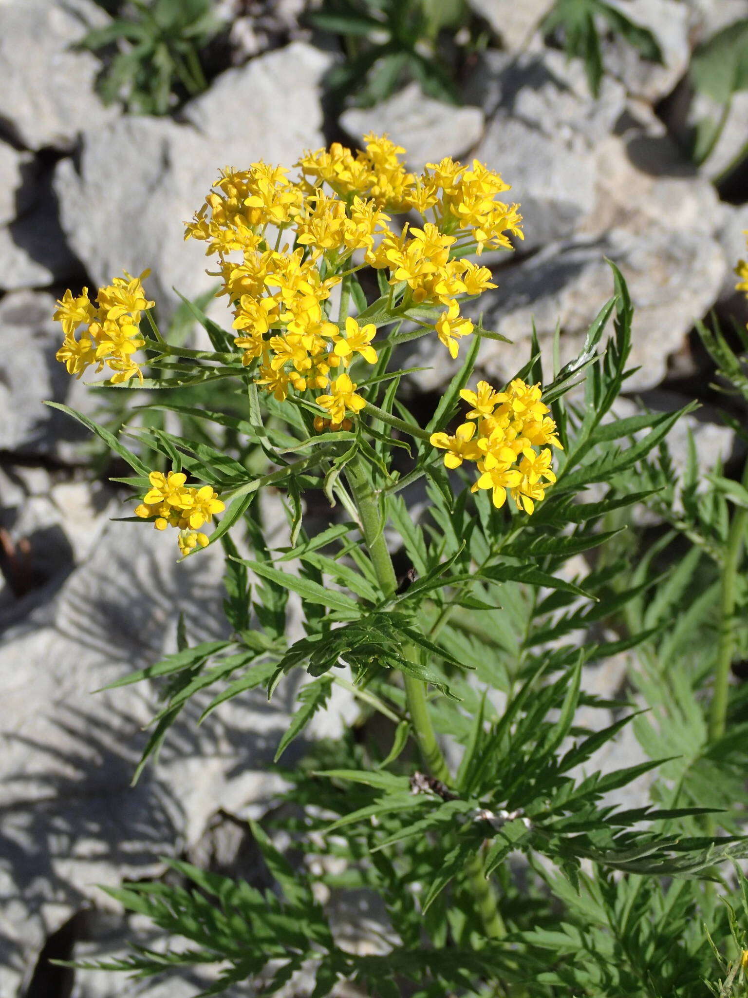 Image of Descurainia tanacetifolia (L.) Prantl