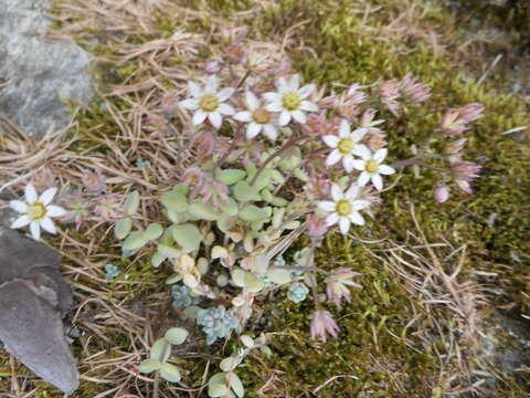 Imagem de Sedum dasyphyllum L.