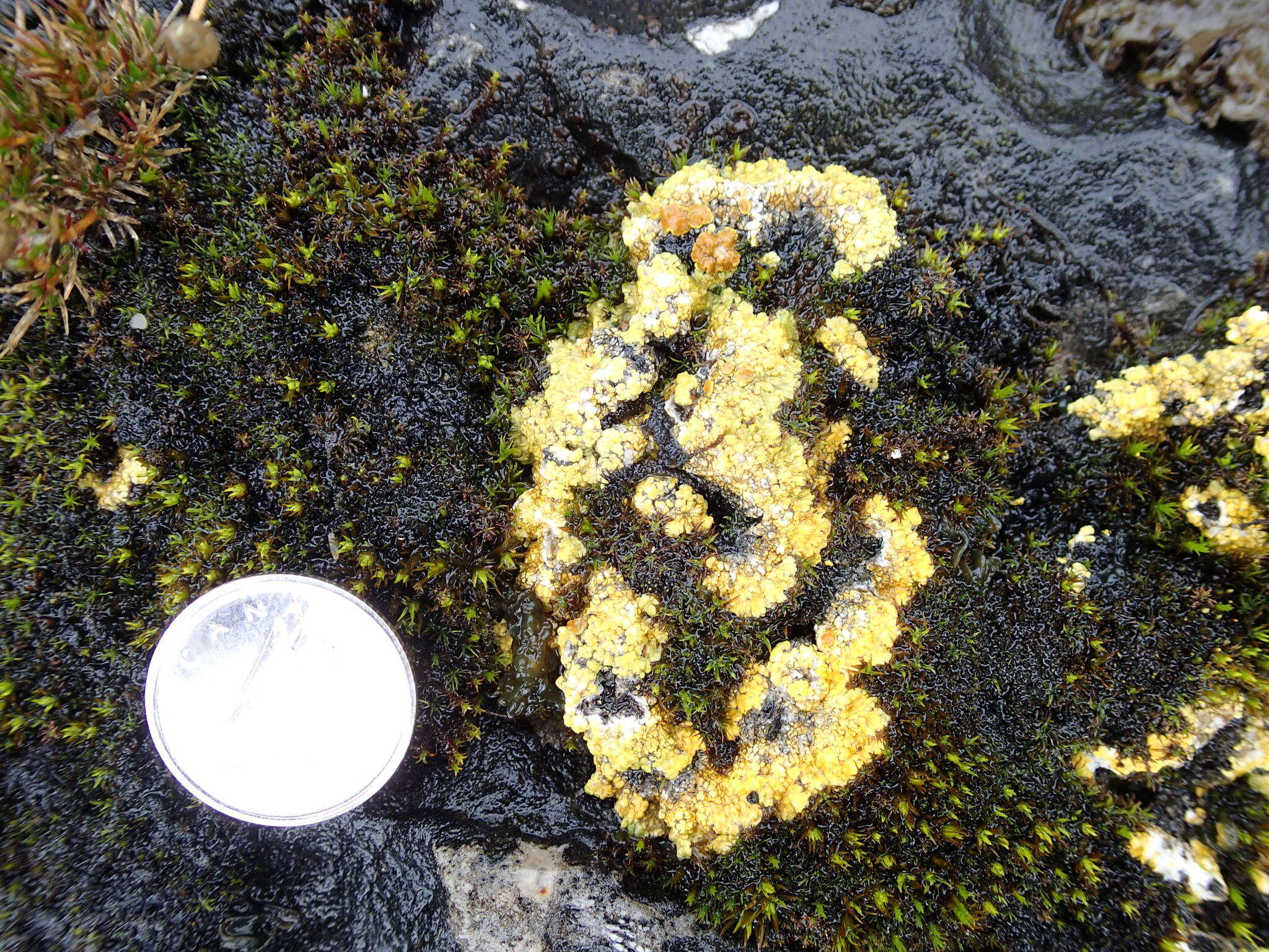 Image of Tundra sulphur lichen