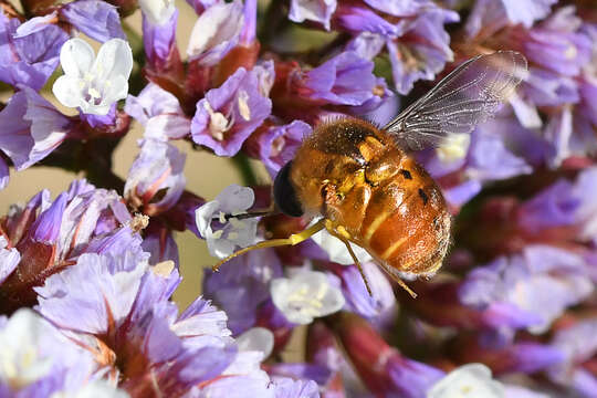 Image of Psilodera valida (Wiedemann 1830)