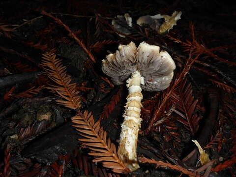 Image of Stropharia ambigua (Peck) Zeller 1914