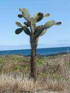 Opuntia galapageia var. profusa resmi