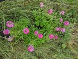 Image of dwarf checkerbloom