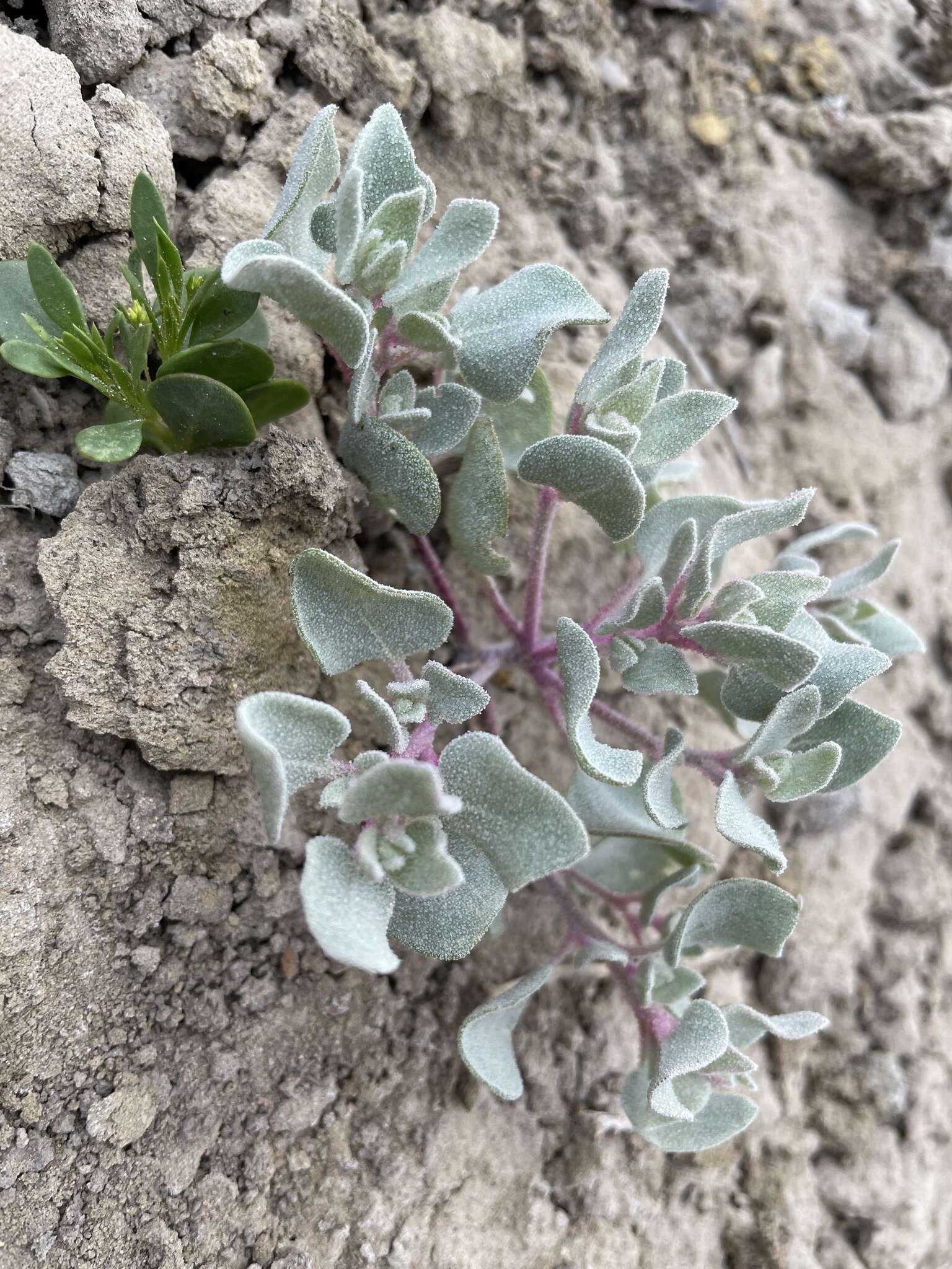 Image of sack saltbush