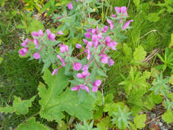 Imagem de Epilobium latifolium L.