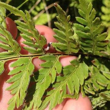 Image of Myriopteris allosuroides (Mett.) Grusz & Windham