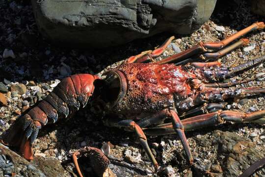 Image of Longlegged Spiny Lobster