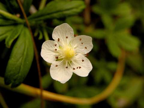 Image of Potentilla saxifraga Ardoino ex De Not.