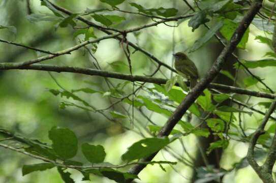 Plancia ëd Rhynchocyclus brevirostris (Cabanis 1847)