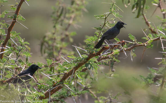 Image of Slate-colored Boubou